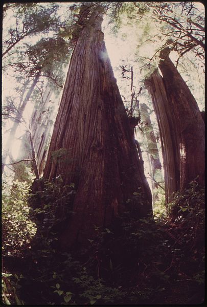 500 Year old Candelabra Western Red Cedar on Milwaukee Land Company Timberland on the Olympic Peninsula, 1973
